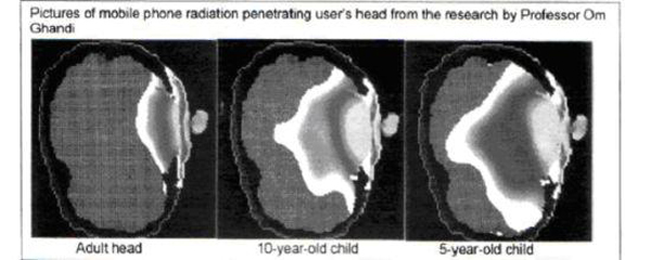 Mobile phone radiation penetration. Research by Prof Om Ghandi